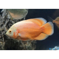 Astronotus Ocellatus red albino 4-5cm Astronotus Ocellatus red albino 4-5cm